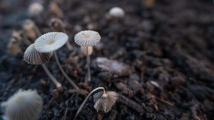 Pleated inkcap / Parasola plicatilis mushrooms or toadstools close up, growing on brown soil in autumn