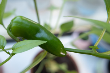 Close up of a green pepper growing on a pepper plant indoors in a pot