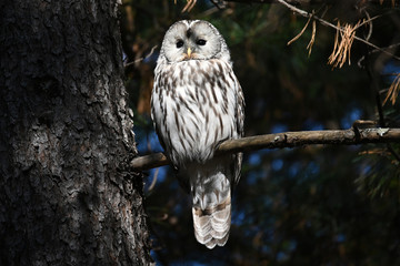Ural owl sits on a tree branch