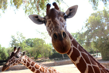 Two giraffes in the zoo. Ramat Gan, Israel