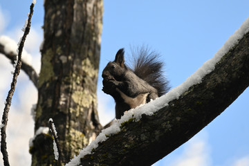 squirrel sits on a tree brunch in the winter taiga and holds a manchurian nut in its paws