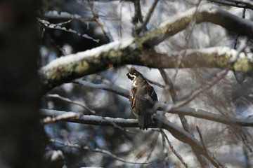 Hazel grouse sits on a tree among the dense branches