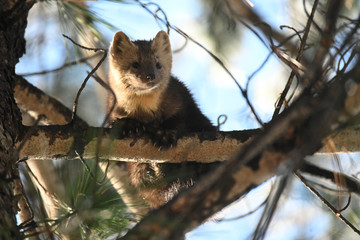 sable sits on a tree in the natural environment
