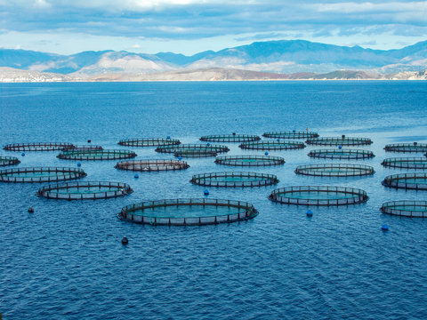 Sea fish farm nets. Cages for fish farming sea bream and bass.	
