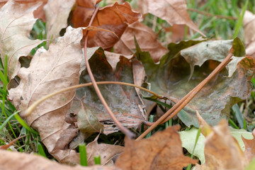 Dry fallen leaves, foliage close up on a lavn needed to be cleaned, gardening and autumn cleaning concept