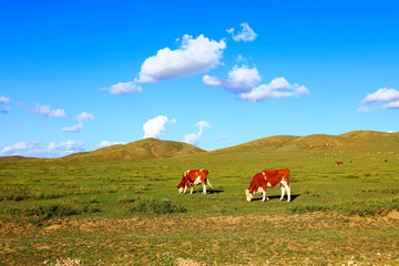 Fototapeta na wymiar A herd of cattle are eating grass on the grassland