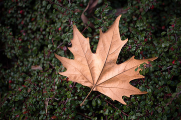 Dry fallen leaf on green ground cover background.
