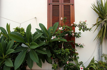 Window with brown wooden shutters and plants.
