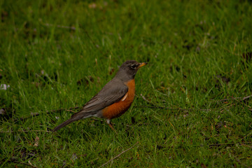 robin on green grass