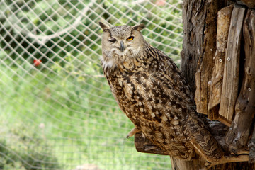 An owl winks with one eye while sitting on a branch.