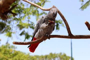 grey parrot of zhako on a branch holding in its paw bread