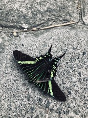 butterfly on leaf