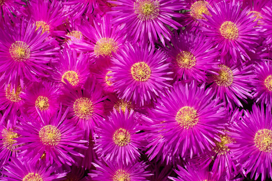 Ice Plant, mass of bright dark pink flowers, floral background.