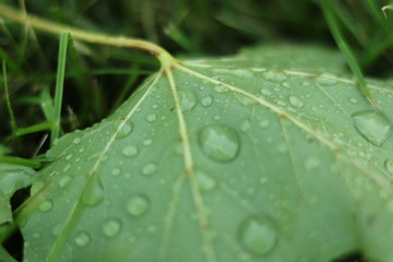 rain drops on leaf 