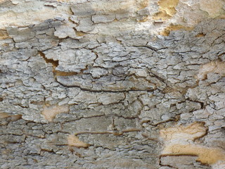 BARK
