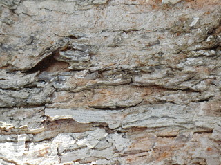 IMPRESSIONISTIC PICS OF TREE BARK