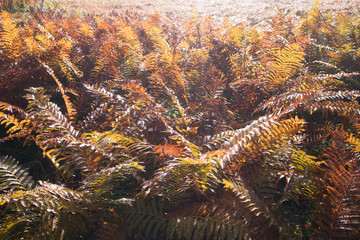 The fern leaves in autumn