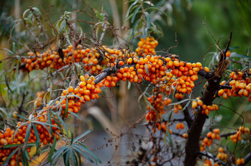 Ripened sea buckthorn on a branch in the garden at sunset.