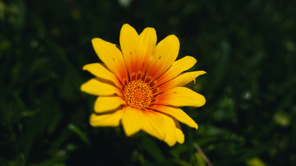 yellow flower in the garden