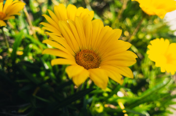 yellow flower