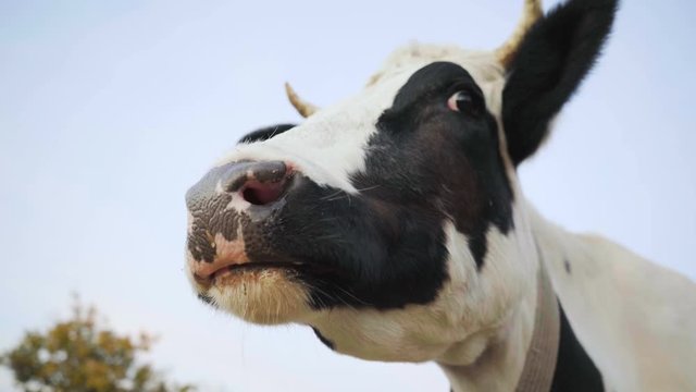 Closeup of a cow's face. The cow is chewing. 4K