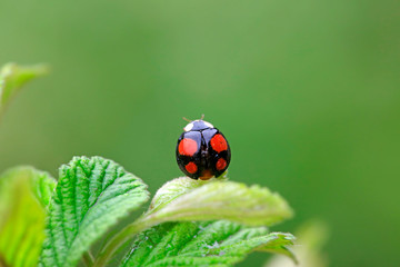 Lady beetles on plant leaves © YuanGeng