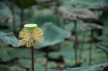 Last stage in the Lotus flower life cycle