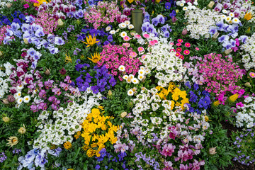 Colorful flowers in the garden.