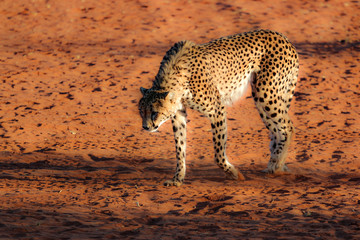 Fototapeta na wymiar cheetah de namibie