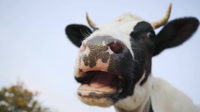 Closeup of a cow's face. The cow is chewing. 4K