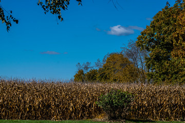 Obraz premium Harvest