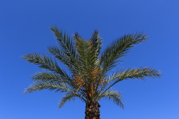 Single palm tree isolated on blue sky background.