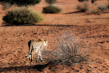 cheetah de namibie