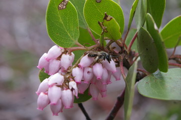 Greenleaf Manzanita
