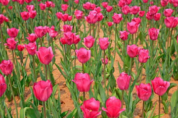 Tulips flowers in the garden