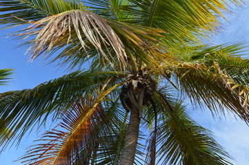 palmeras 