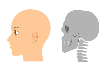 人の横顔と頭蓋骨