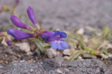 Penstemon