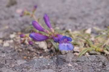 Penstemon