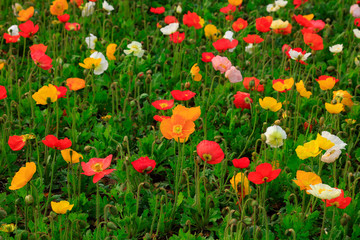 Corn poppy flowers