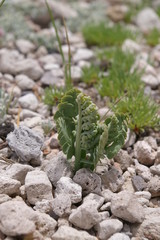 Pumice Moonwort