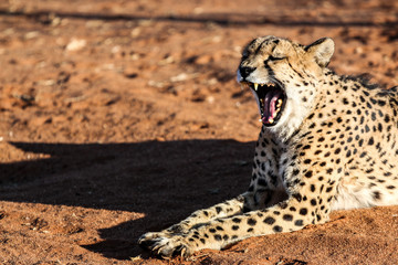cheetah de namibie