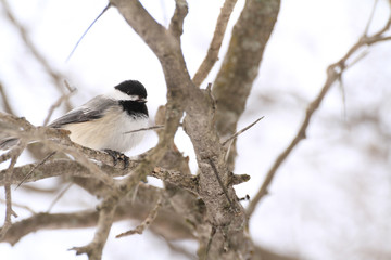 great tit on branch