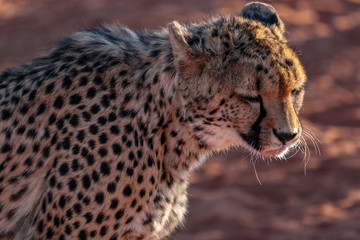cheetah de namibie