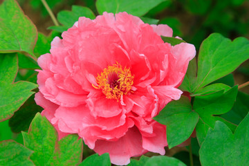 peony flowers