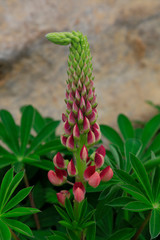 lupin flowers