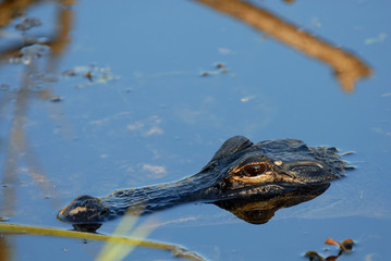  Alligator mississippiensis