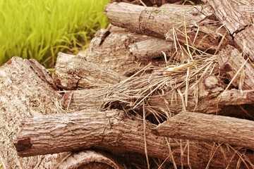 obsolete piles of wood