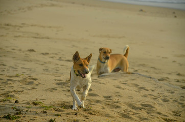  Happy dogs at play on the tropical sandy Huay Yong beach, Thailand.