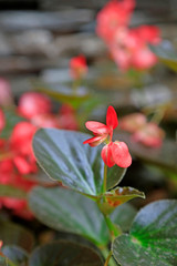 Begonia semperflorens flower